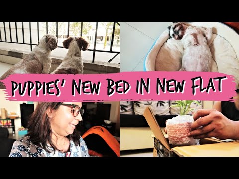 My Puppies Got New Beds | I Bought Live Plants Online | Best Reasonable Dog Beds Online