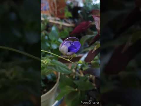 耐寒性の芳香植物：秋に植えたい代表的な植物  庭園