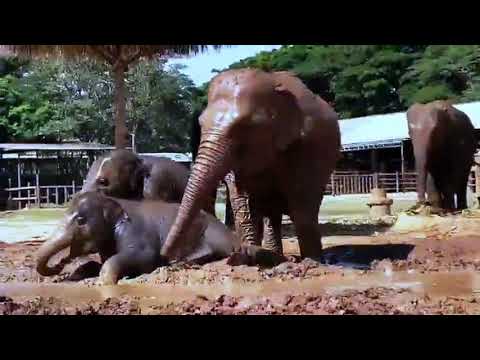 Top Ten Baby Elephants At Play - NEW Elephantnews