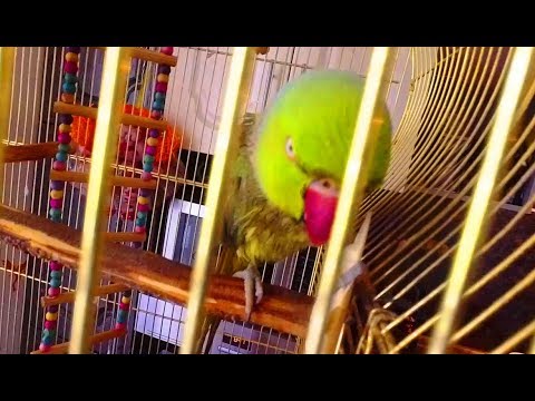 Попугай Григорий искупался / Gregory the parrot bathed