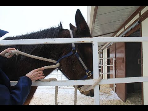 LTR Training Tip #27: The Face Tie