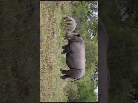 trekking in the jungle