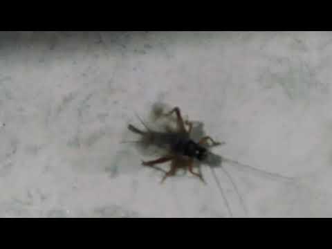 Locust Sound පළගැටි නාදය