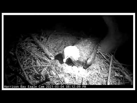 HBEC 030421 0810pm  HB17 and HB18 moving about under IR ligh