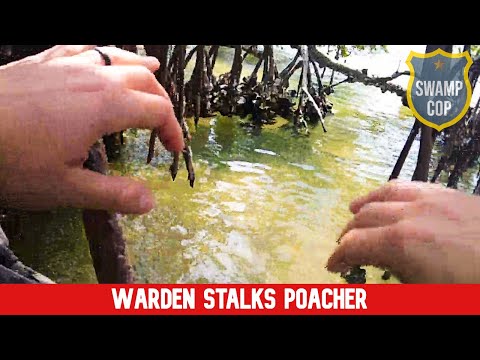 A dangerous pursuit to catch a poacher