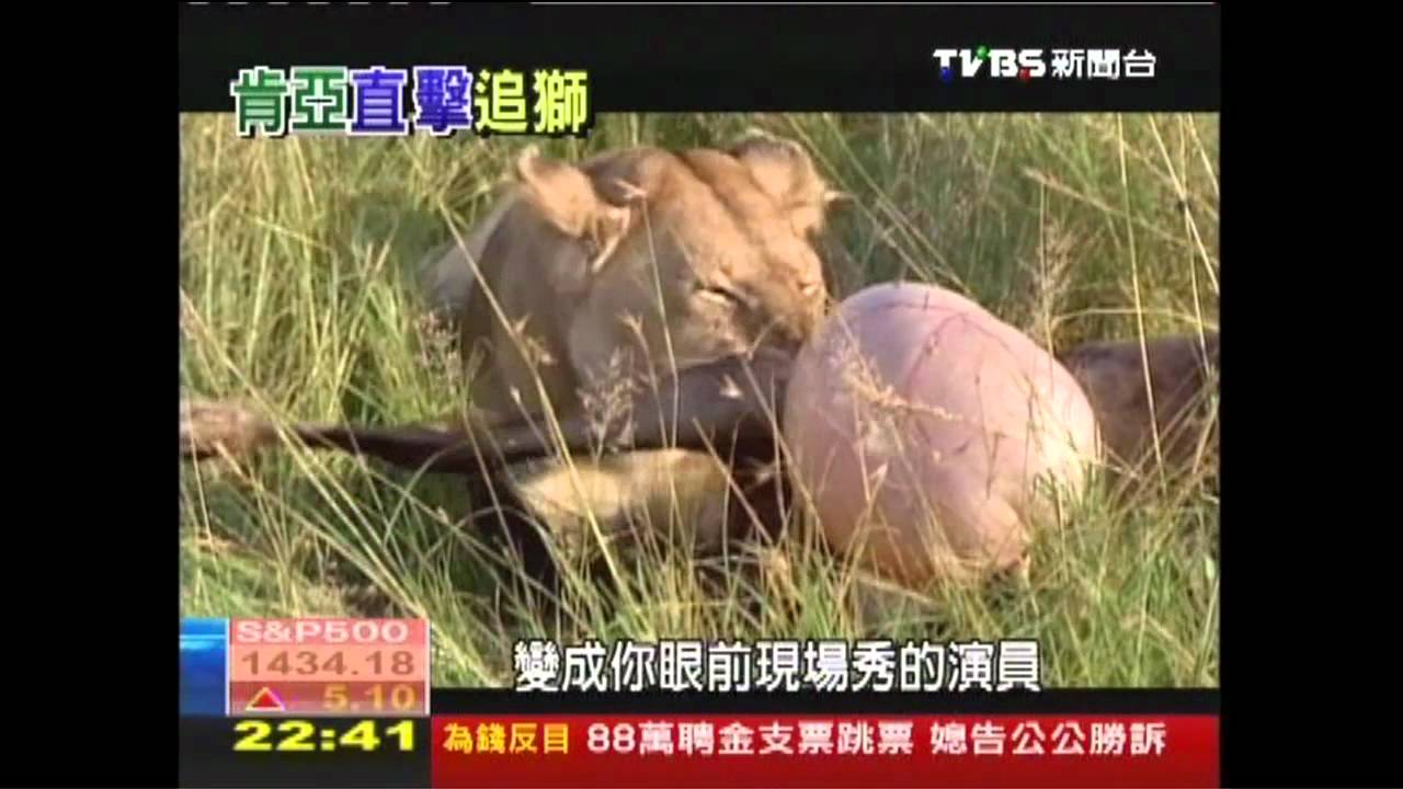 【動物大遷徙】尋找非洲「萬獸王」 草原7日追獅計畫