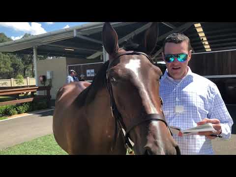 PURCHASED: Hip 407 Warrawee Needy filly