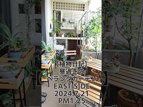 鉢植えの地中海植物：テラスまたはバルコニーで育てるにはどの種が適していますか？  庭園