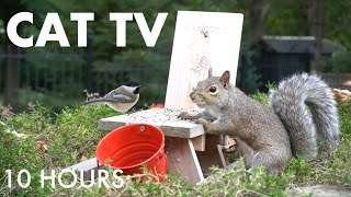 Saturday Morning Cartoons for Pets 🐱 - 10 hours of Backyard Birds and Squirrels - Oct 04, 2025