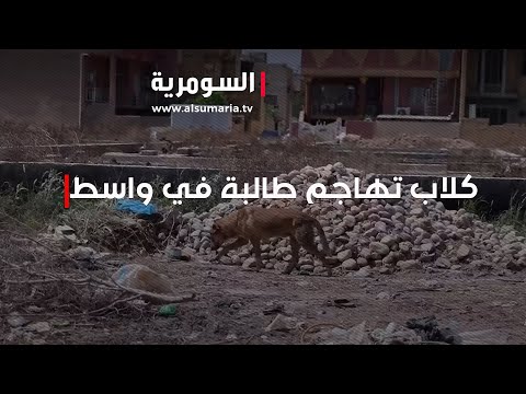 شاهد بالفيديو.. حادثة مروعة   كلاب سائبة تهاجم الطالبة زهراء في واسط