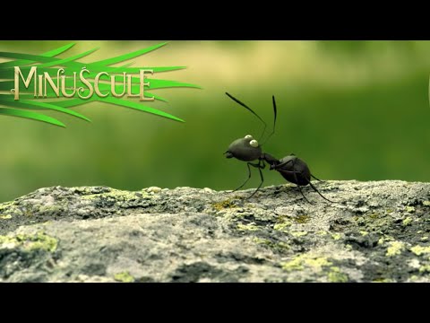 Minuscule Valley of the Lost Ants – The Sugar Box (Excerpt)