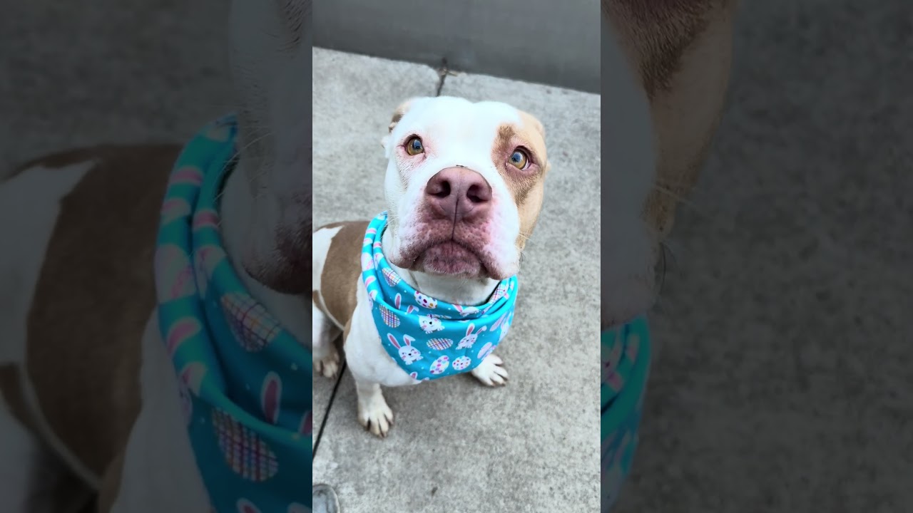 Enlarge Radha, a ADOPTABLE Pit Bull Terrier in Chicago, IL video 5/5