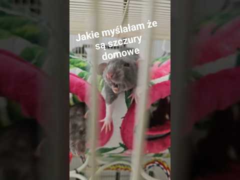 POSIADANIE SZCZURÓW- OCZEKIWANIA VS RZECZYWISTOŚĆ #szczury #rat #meme #funny