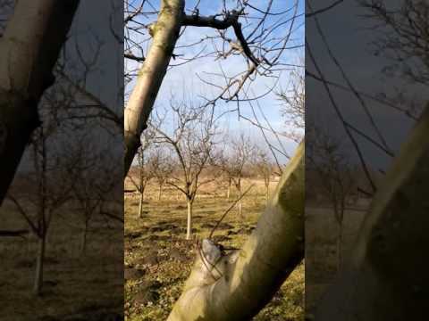 Uslužna rezidba voća - greške prilikom rezidbe jabuke