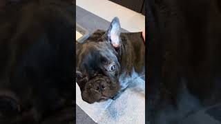 9.2水曜日の三郎🐽#犬#犬のいる暮らし #犬のいる生活 #犬動画 #フレンチブルドッグ# #frenchbulldog