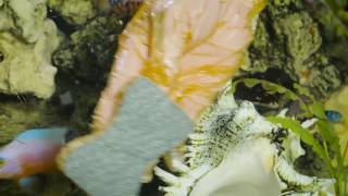 Werbespot Rakso Aquariumreiniger