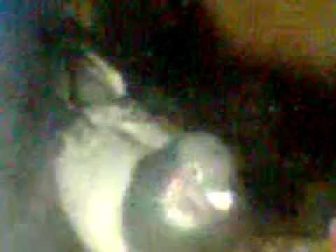 QRPC/PHA APARRI CAGAYAN RACING PIGEON ( BY TAMUGE )