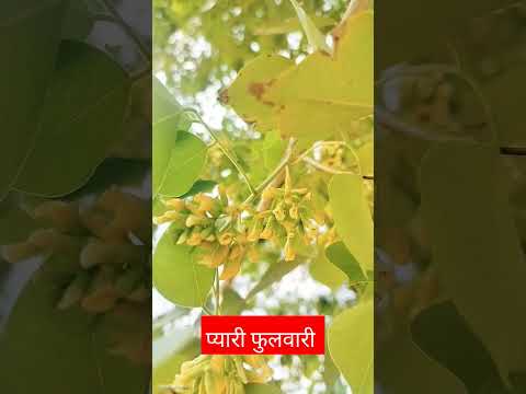 Apna To Naseeba#song #hindisong #love#bollywood #bollywoodsongs#punjabisong #nature #plantation#top