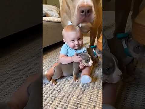 🤣🐶 아기, 순한 척 초고속 변신! 👶✨ #pets #funny #cat #dog #animals