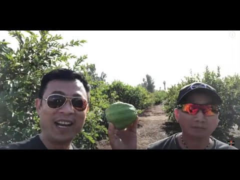 download lagu mp3 mp4 T Su Trong i Mt Ny, download lagu T Su Trong i Mt Ny gratis, unduh video klip T Su Trong i Mt Ny