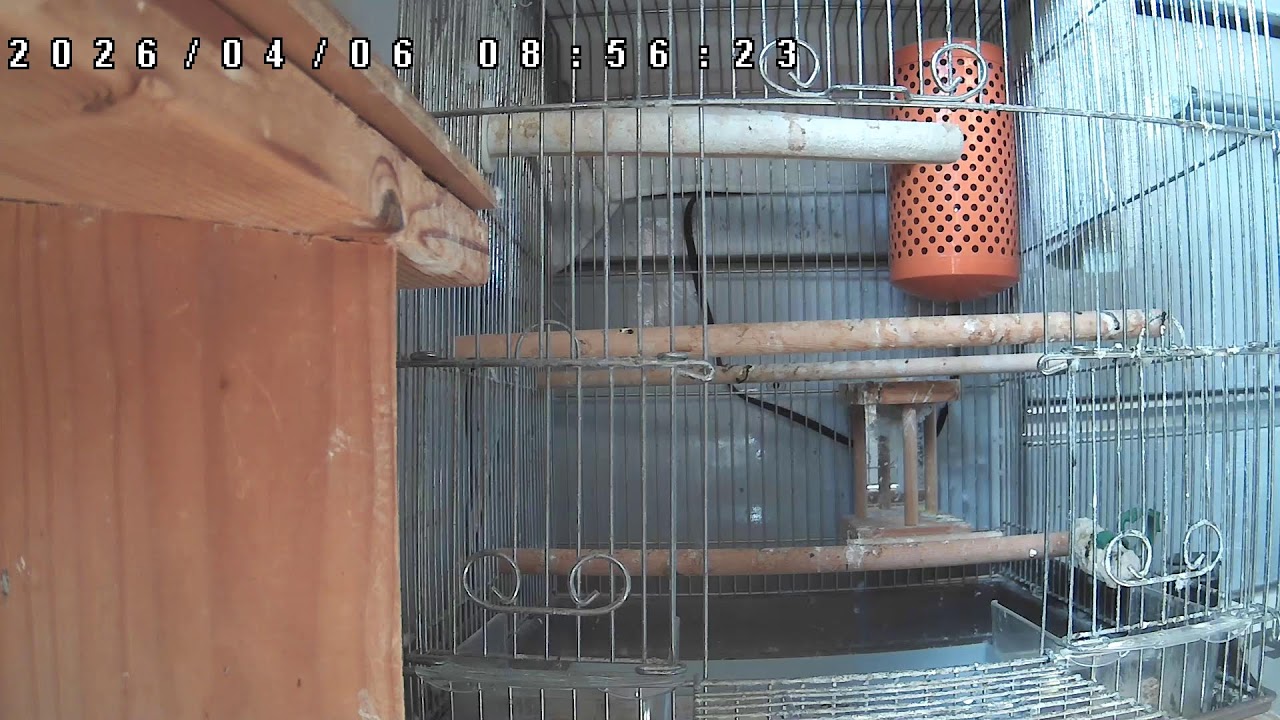 【ライブ配信】セキセイインコ**LIVE**