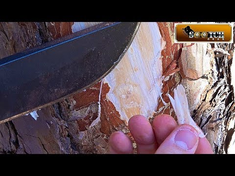 Survival Food  Pine Bark Cambium