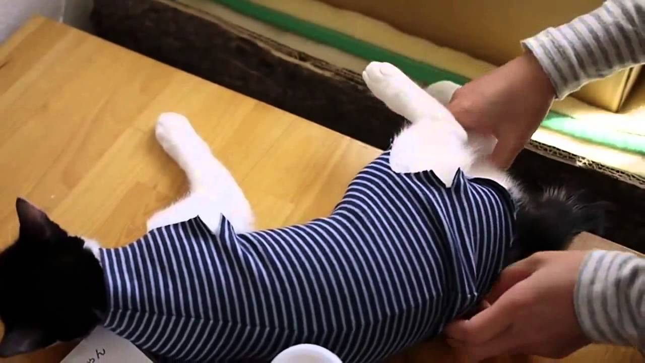 chat,Pour chat Bandage,après la chirurgie, chat amour,フ