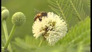 Download lagu Iwan Fals - Kembang pete mp3 Download lagu Iwan Fals - Kembang pete mp3