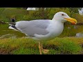 The Large European Herring Gull Is Back And Insists On Hand Feeding 4K