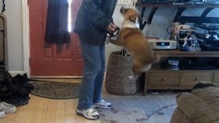 Dogs Excited to go for a Walk Compilation