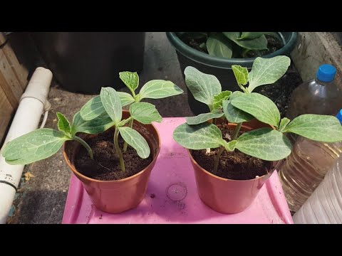 |Part 1| Growing bottle gourds (Kodu) (Shokher Bagan 2020)