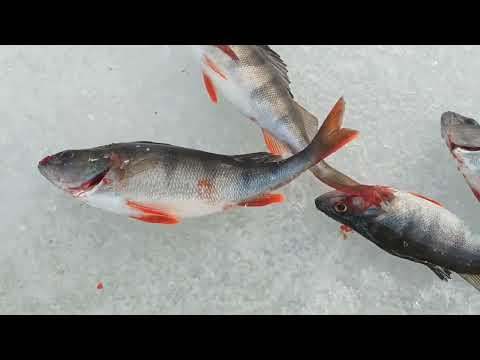 Ahvenpilkillä Puulalla.