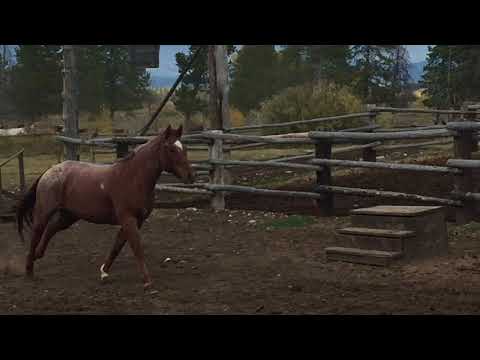 Horse Buddies Triangle X Ranch, Moose WY