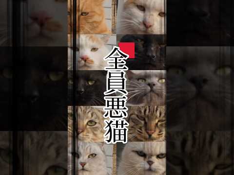 この園区、全員悪猫😼 #にゃんこ #cat
