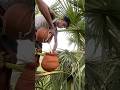 The Secret Behind Palm Tree Juice You Never Heard Off Shorts Plants Farming