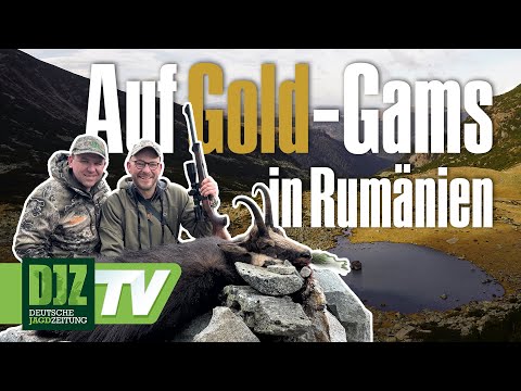 Golden chamois in Romania