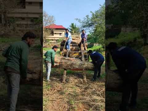 Wood loading, big tree, simple 😁very simple😁😁