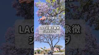 初夏のロサンゼルスの風物詩 ジャカランダ #アメリカ生活