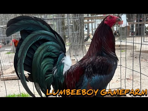 Leiper Sweater Yellow leg hatch - LUMBEEBOY FARM