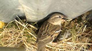 preview picture of video 'Sparrow. Female House Sparrow feeding its young'