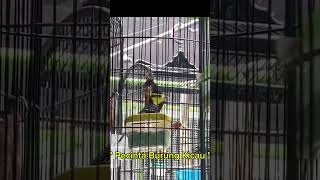 Download lagu suara unik gelatik himayala gacor #shorts mp3