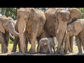 Elephant Cam Live