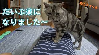 《猫動画》ねこに追われいつの間にか押してもらってたら、かわいいくてこんな感じになりました #ねこ #cat #kitty #アメショ #vlog