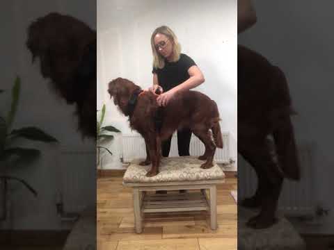 How to put harness on dog