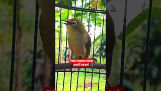 Download lagu pleci dakun lokal betina #plecigacor mp3