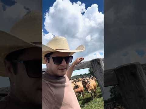 Curraleiro pé duro em visita das matrizes em Mara Rosa Goiás !