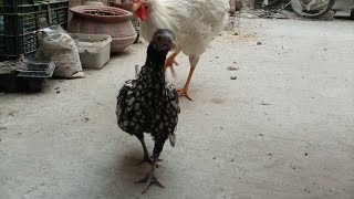 podon ki barbadi