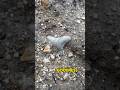 This Megalodon Was Being Guarded By Fire Ants Reels Ocean Geology Ancient Beach Megalodon