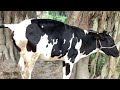 Animal Poop A Cow Poop On Village Road Two Time Black And White Cow Under A Big Tree