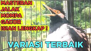 Download lagu Jalak Suren Di Alam Liar Gacor Full Isian Tembakan Mewah Cililin Tengkek Buto mantap mp3
